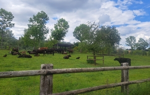 les tarines mayennaises